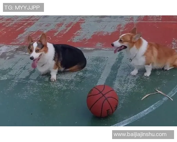 足球明星化身萌宠狗狗，球场风采与可爱并存的创意艺术作品